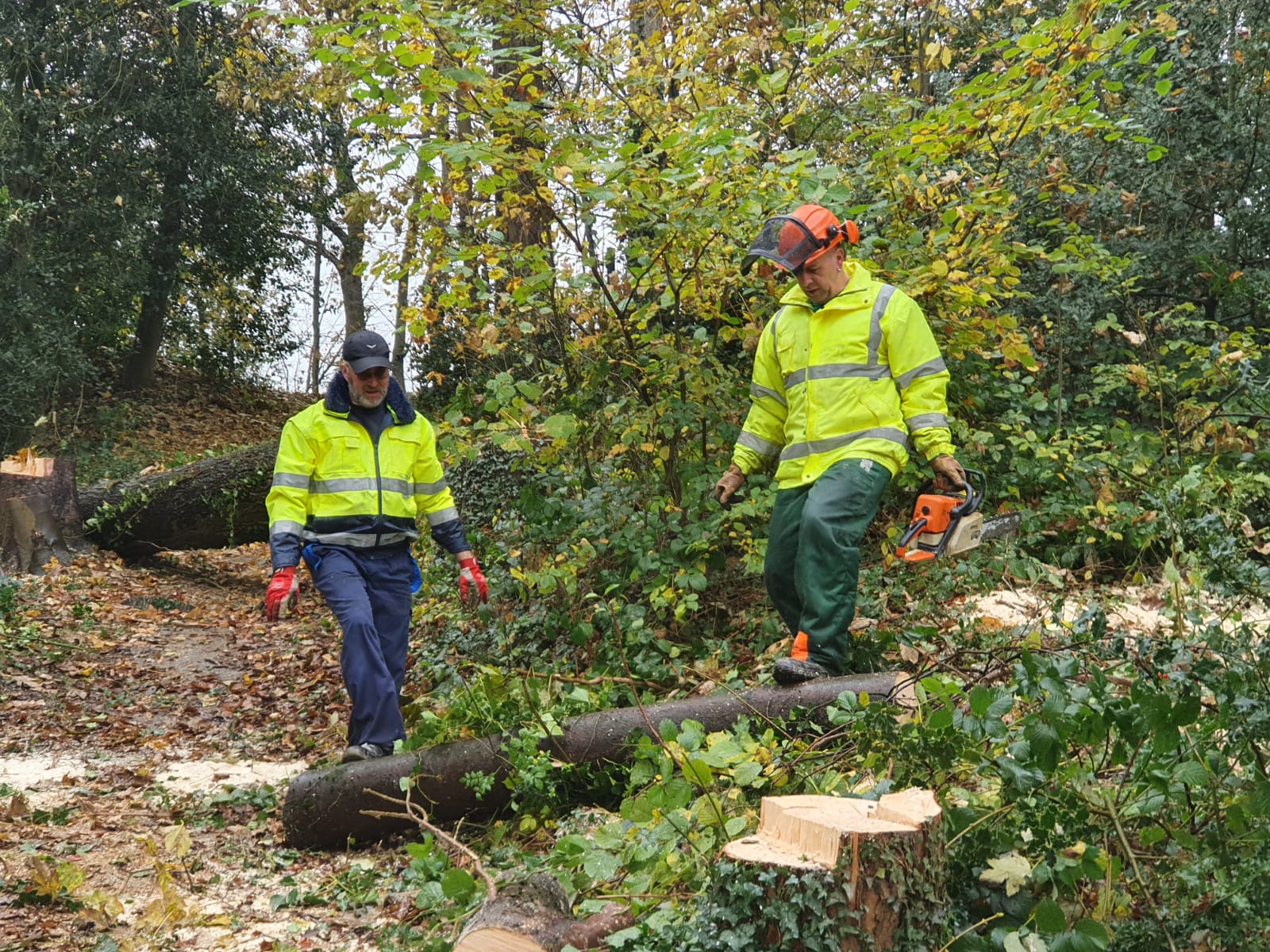 Baumfällarbeiten am NFH Tönisheide NaturFreunde Essen West Ost